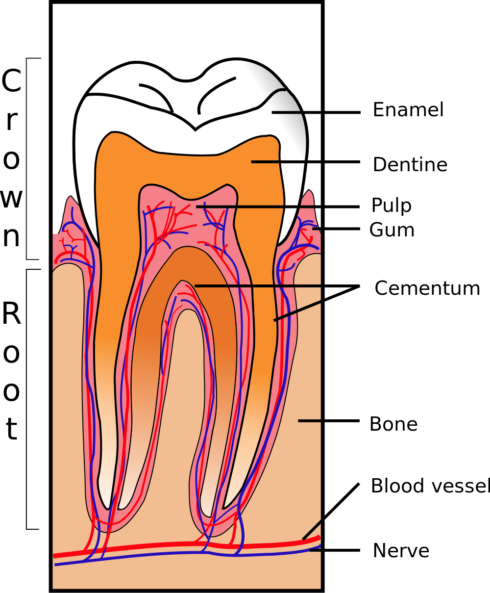 tooth inside