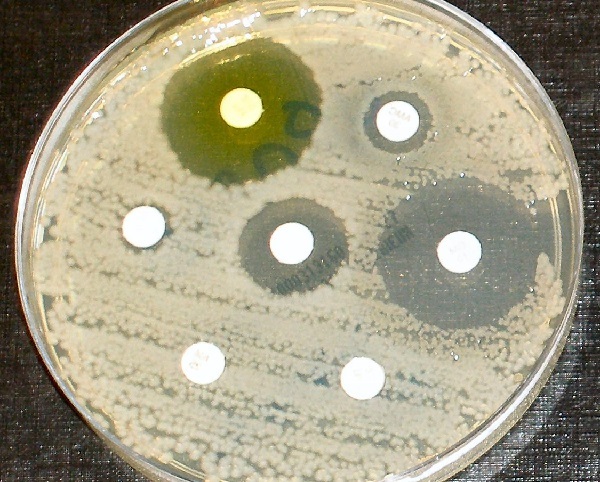 antibiotic resistant