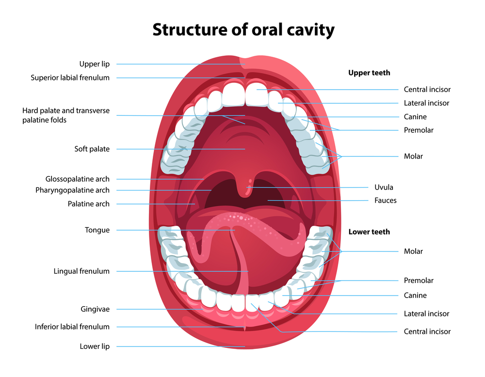 Oral Cavity Anatomy With Educational Labeled Structure Vector