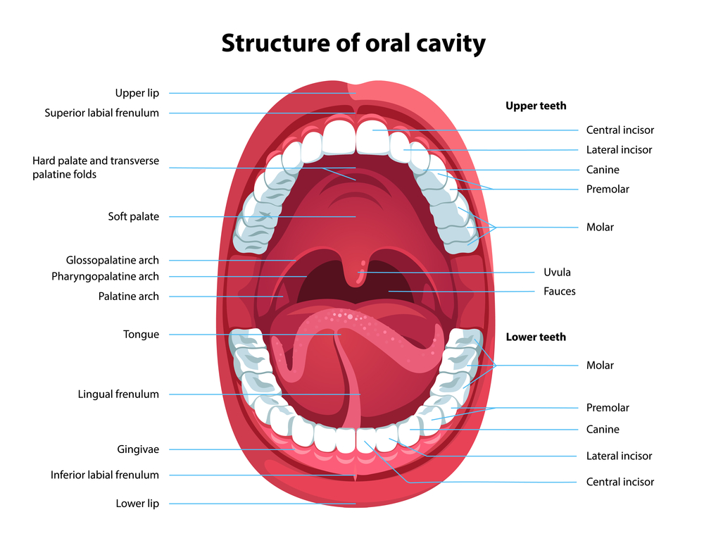 palate-forest-ray-dentists-orthodontists-implant-surgeons