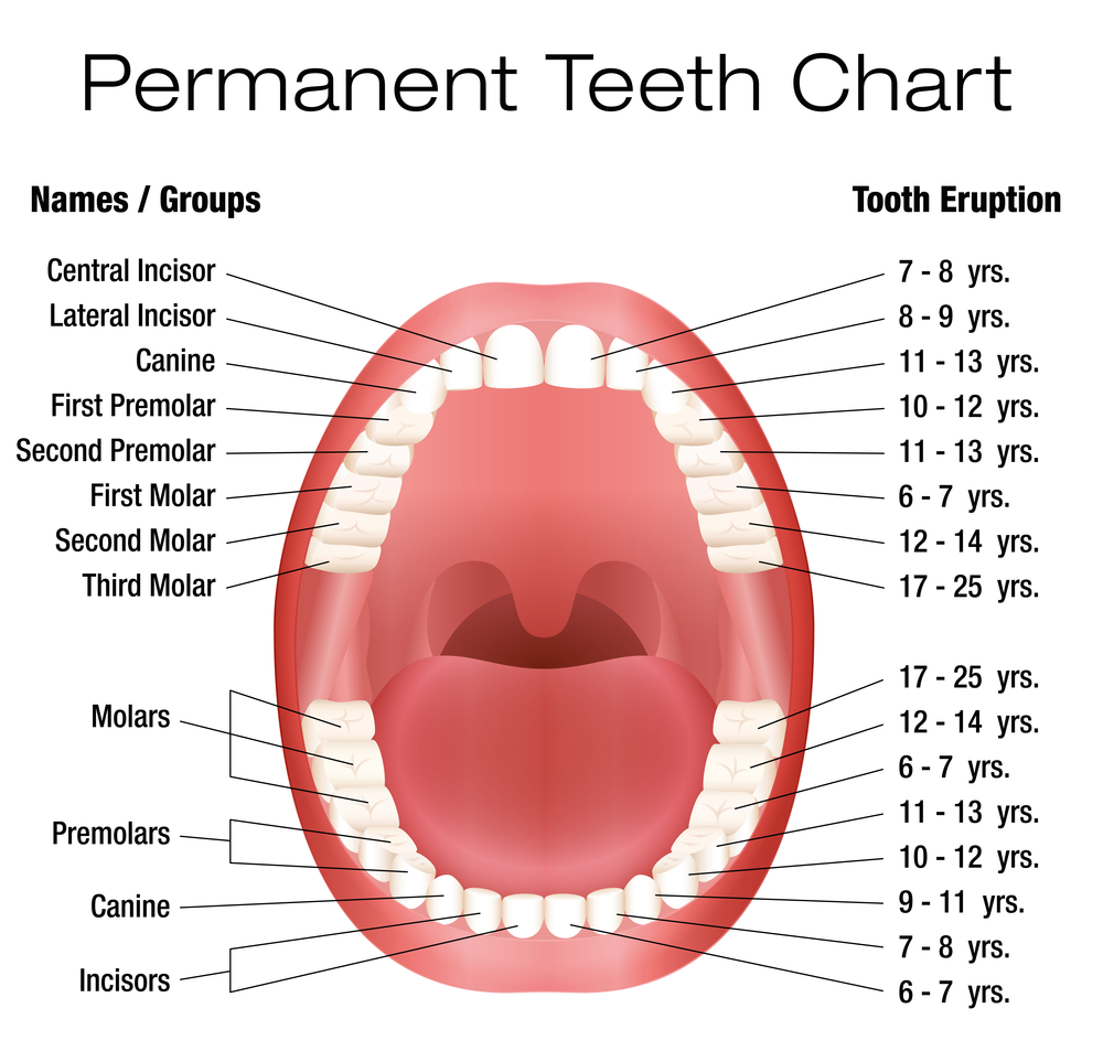 dog teeth diagram