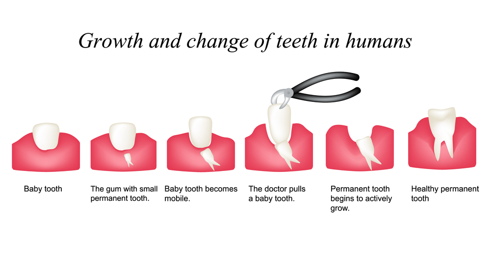 Growth and shift teeth in humans. Stages of development of teeth. Infographics. illustration on isolated background.