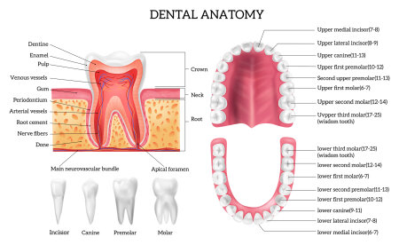Tooth anatomy infographics with labelled teeth types and oral cavity structure realistic isolated vector illustration