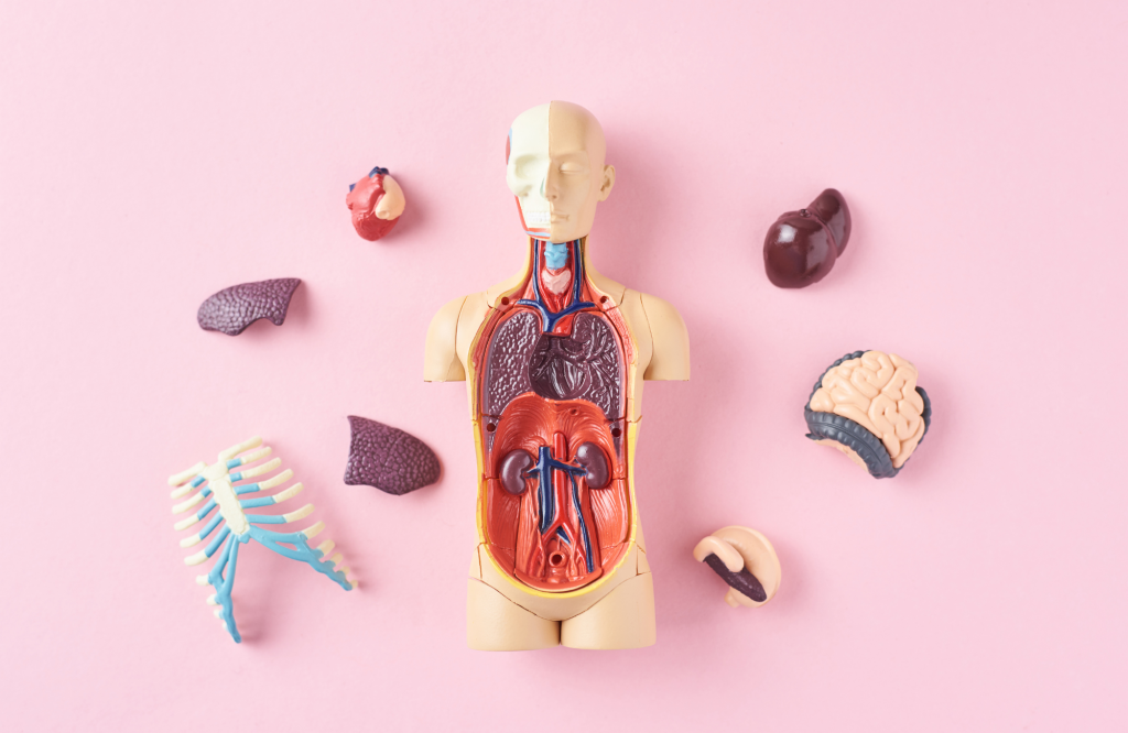 Anatomical terms of location Biology Diagrams