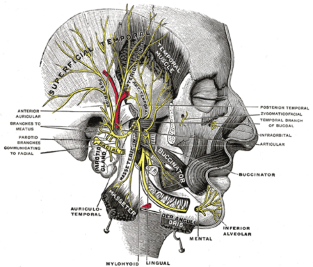 Inferior Alveolar Nerve