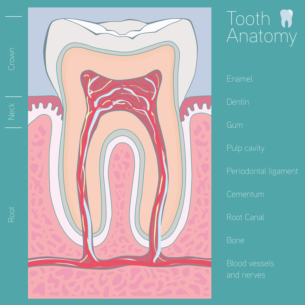 𝐂𝐫𝐨𝐰𝐧 (𝐓𝐨𝐨𝐭𝐡 𝐚𝐧𝐚𝐭𝐨𝐦𝐲) - 🦷 𝐅𝐨𝐫𝐞𝐬𝐭 & 𝐑𝐚𝐲 😊 𝐃𝐞𝐧𝐭𝐢𝐬𝐭𝐬, 𝐎𝐫𝐭𝐡𝐨𝐝𝐨𝐧𝐭𝐢𝐬𝐭𝐬 ...