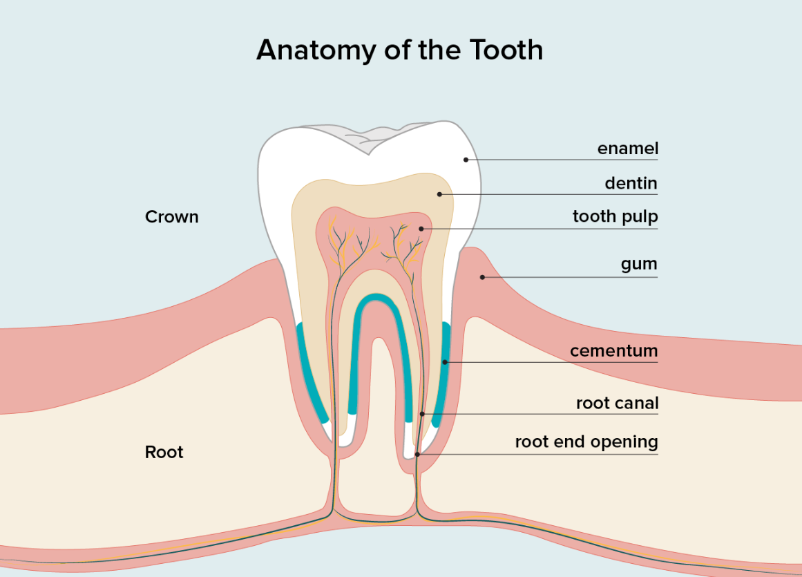 tooth pulp anatomy